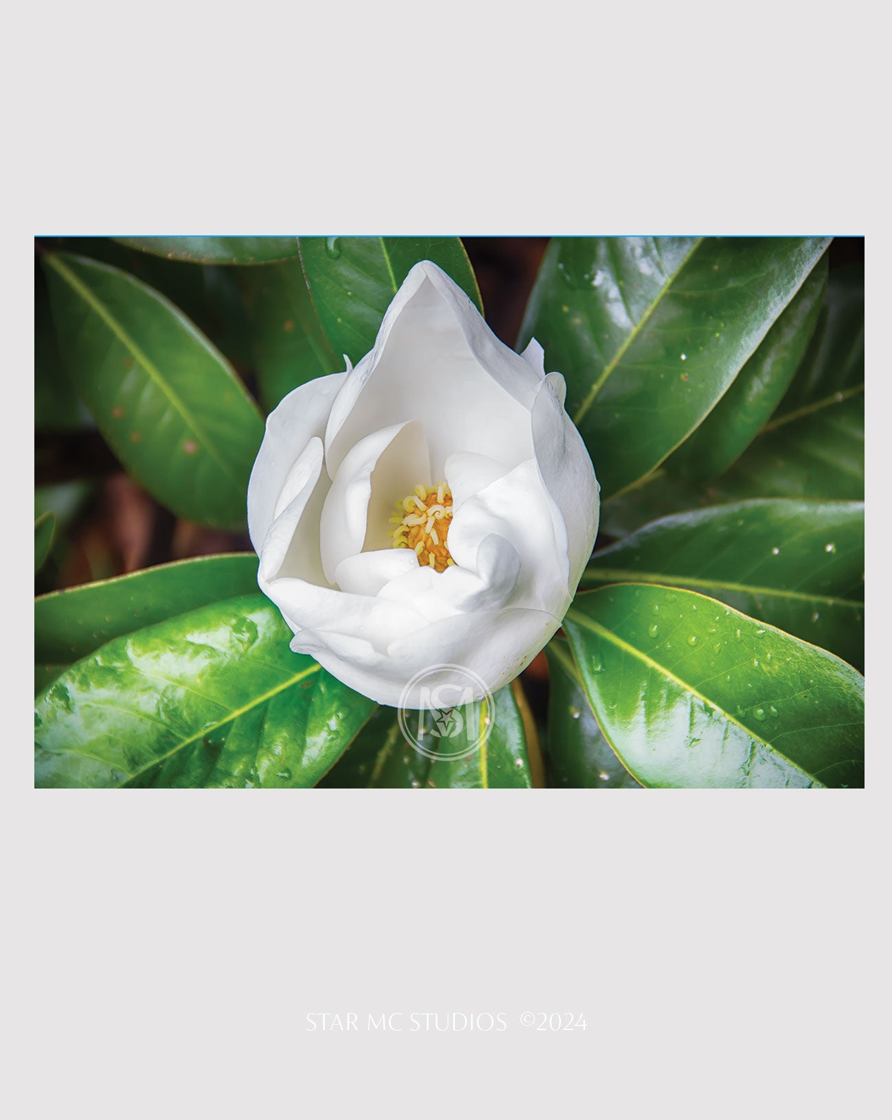 Southern magnolia bloom in soft morning light, captured in limited edition fine art photography—elegant floral wall art printed on ChromaLuxe metal or Museum Quality Fine Art Paper.