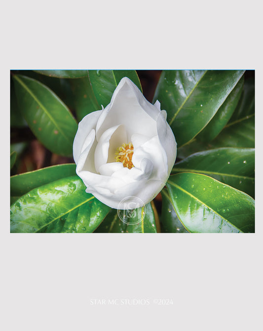 Southern magnolia bloom in soft morning light, captured in limited edition fine art photography—elegant floral wall art printed on ChromaLuxe metal or Museum Quality Fine Art Paper.