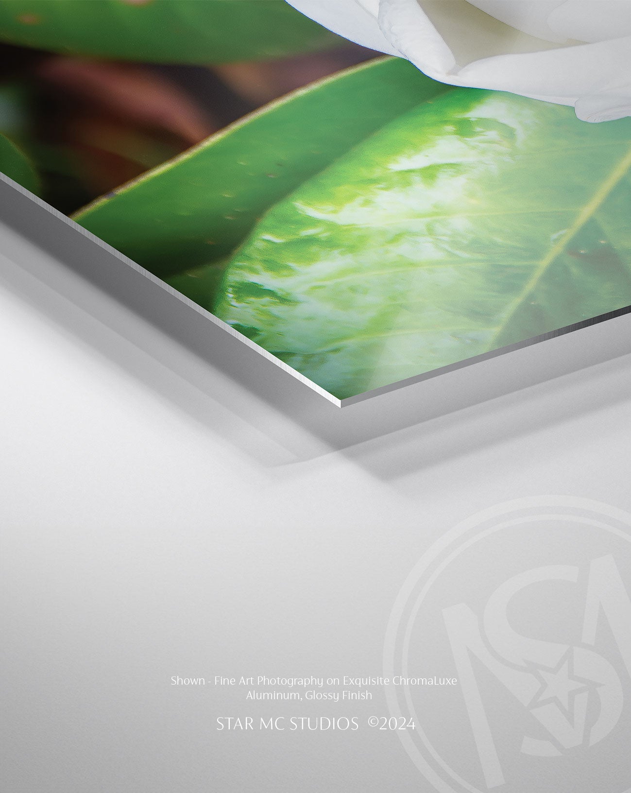 Southern magnolia bloom in soft morning light, captured in limited edition fine art photography—elegant floral wall art printed on ChromaLuxe metal or Museum Quality Fine Art Paper.