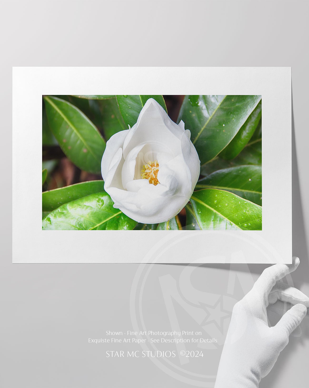 Southern magnolia bloom in soft morning light, captured in limited edition fine art photography—elegant floral wall art printed on ChromaLuxe metal or Museum Quality Fine Art Paper.
