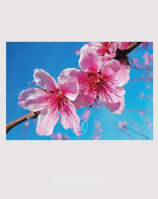 Vibrant pink Georgia peach blossoms set against a clear blue sky, captured in limited edition Southern fine art photography—botanical wall art for collectors.