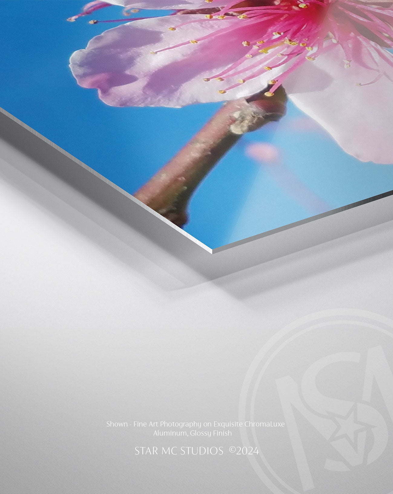Vibrant pink Georgia peach blossoms set against a clear blue sky, captured in limited edition Southern fine art photography—botanical wall art for collectors.