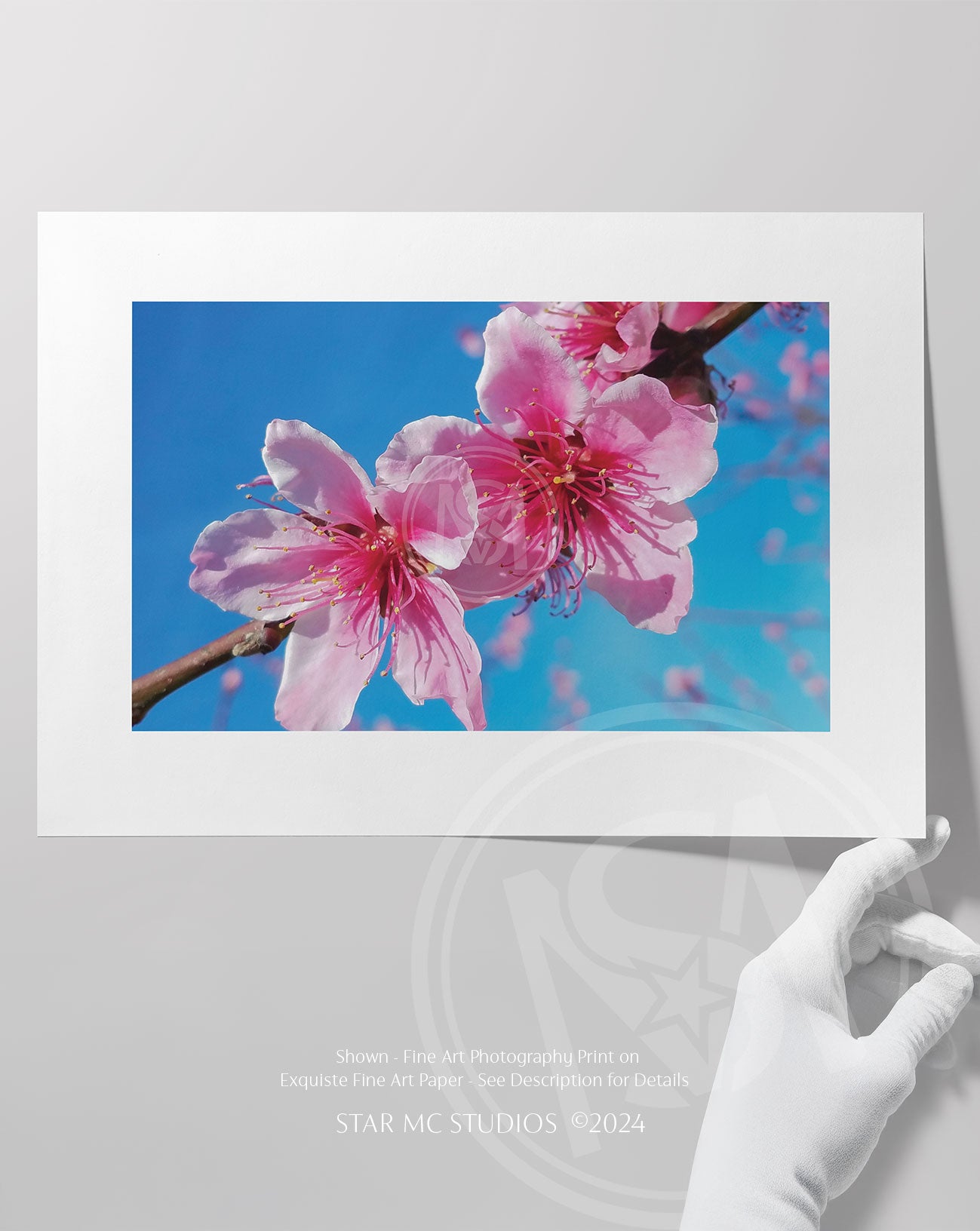 Vibrant pink Georgia peach blossoms set against a clear blue sky, captured in limited edition Southern fine art photography—botanical wall art for collectors.