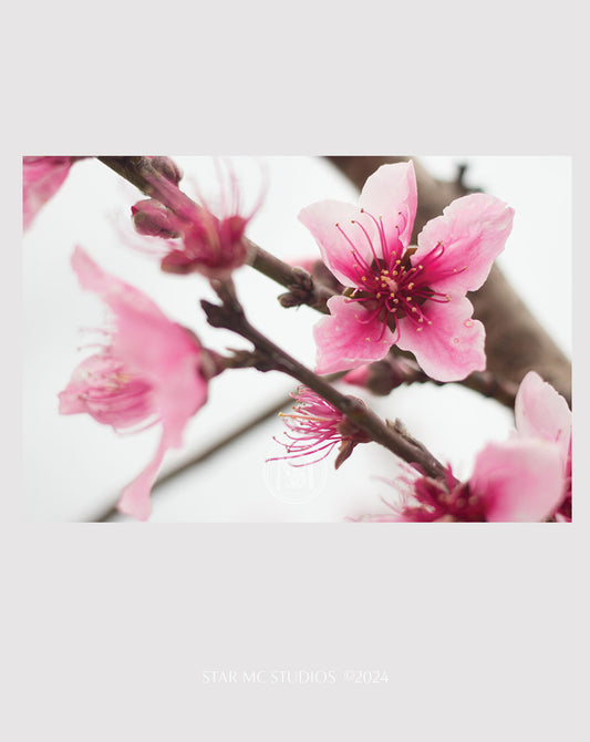 Delicate pink Georgia peach blossom emerging through morning fog, captured in limited edition Southern fine art photography—botanical wall art for collectors.
