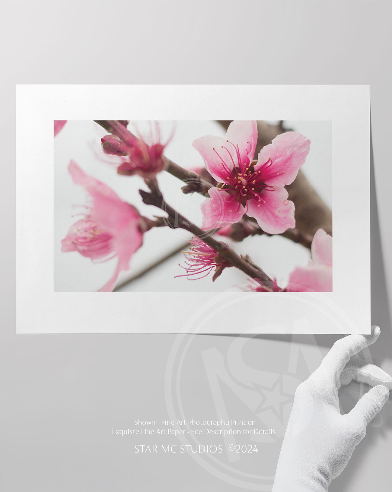 Delicate pink Georgia peach blossom emerging through morning fog, captured in limited edition Southern fine art photography—botanical wall art for collectors.