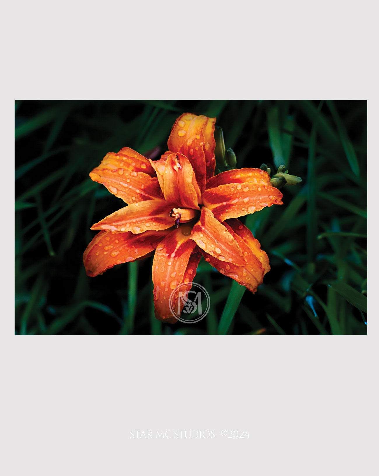 Bright orange daylily in full bloom with dewdrops, captured in limited edition fine art photography—botanical wall art for collectors.