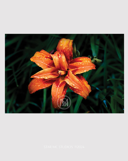 Bright orange daylily in full bloom with dewdrops, captured in limited edition fine art photography—botanical wall art for collectors.