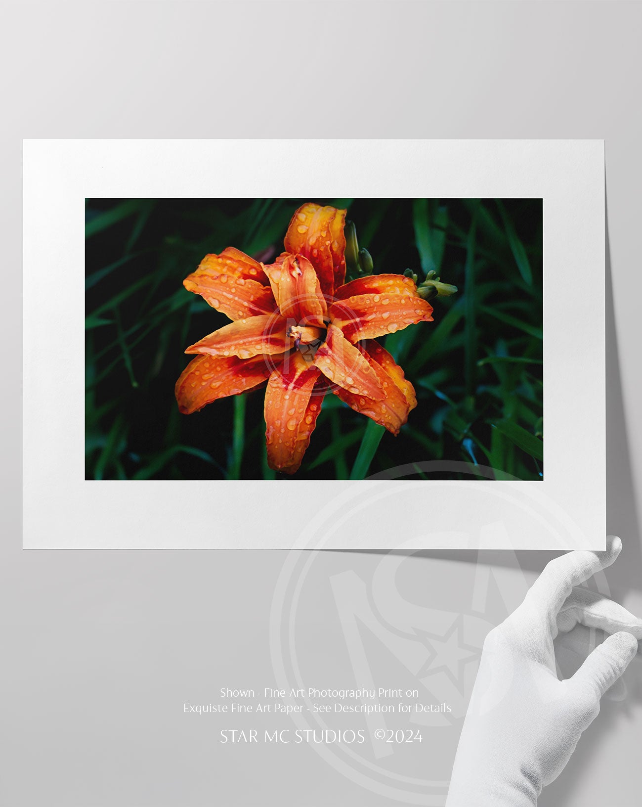 Bright orange daylily in full bloom with dewdrops, captured in limited edition fine art photography—botanical wall art for collectors.
