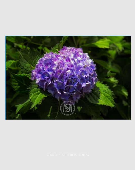 Vibrant purple and green hydrangea bloom captured in glowing sunlight, featured in limited edition Southern fine art photography—botanical and timeless.