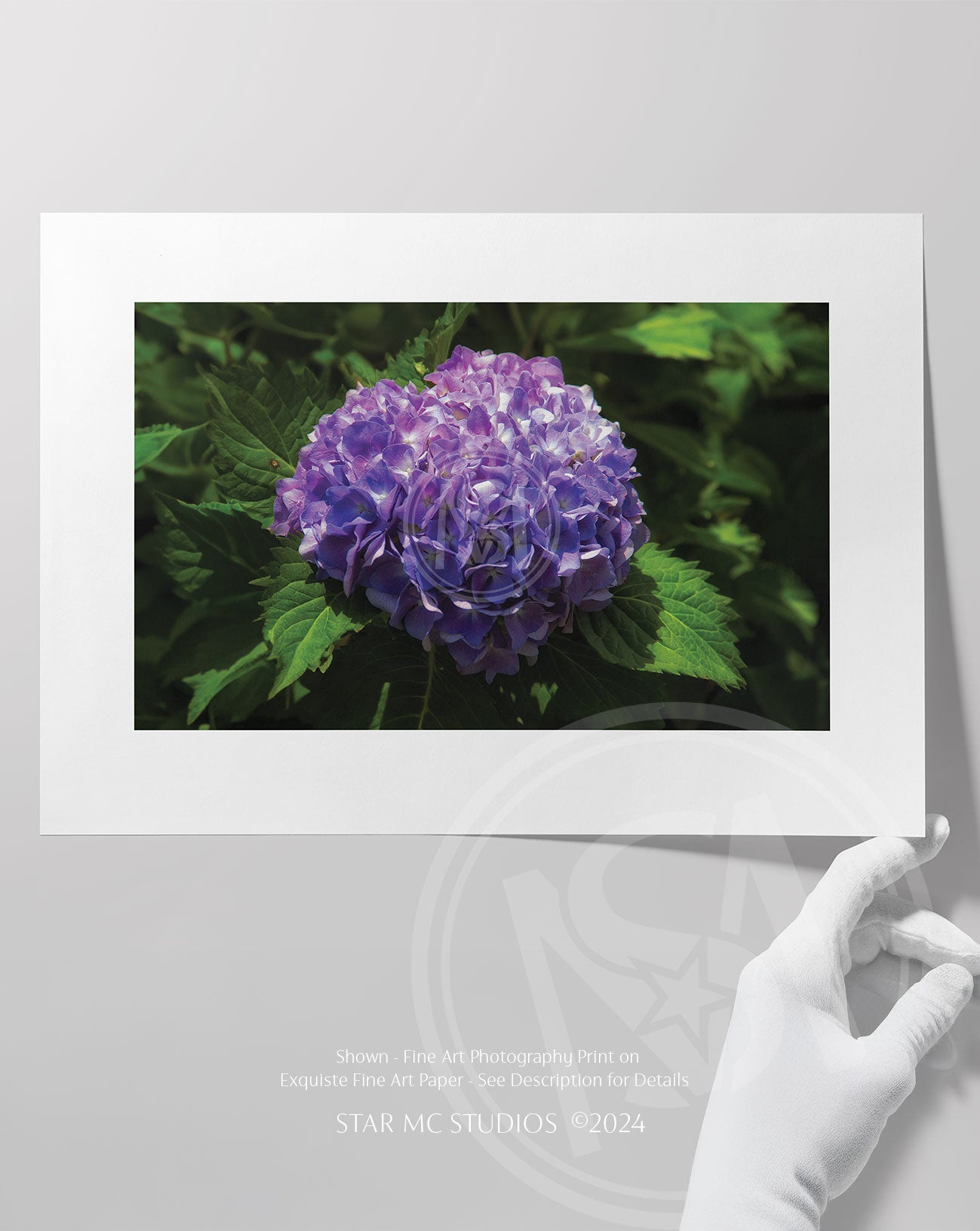 Vibrant purple and green hydrangea bloom captured in glowing sunlight, featured in limited edition Southern fine art photography—botanical and timeless.