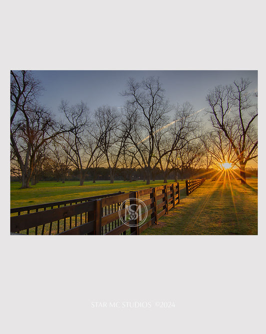 Sunrise over a 125-year-old pecan orchard with sprawling trees and soft morning light, captured in limited edition Southern fine art photography.