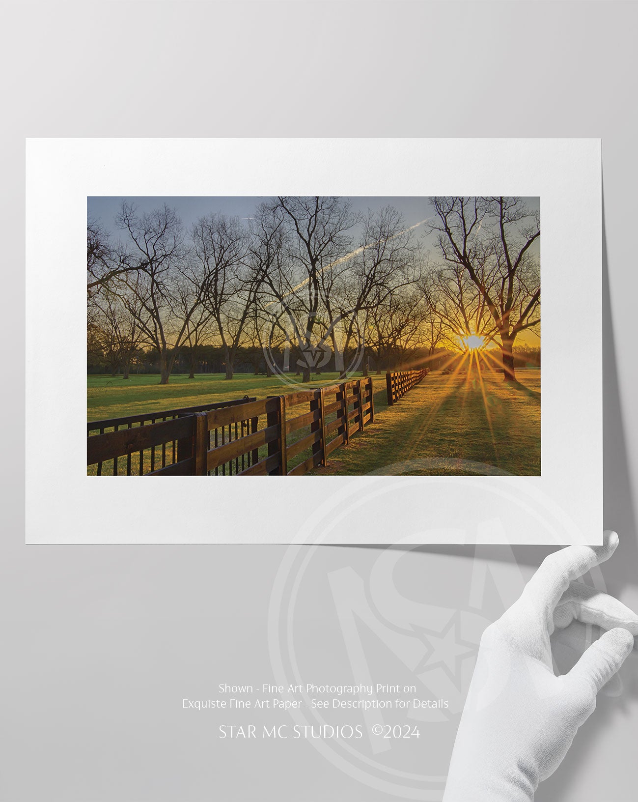 Sunrise over a 125-year-old pecan orchard with sprawling trees and soft morning light, captured in limited edition Southern fine art photography.